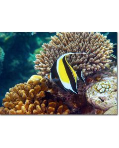 Moorish Idol swimming by Acropora corals