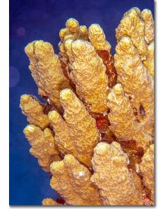 Mountain corals standing out from the reef