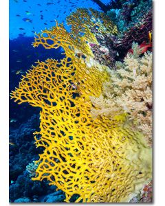 Net Fire Corals reaching out from the reef
