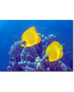 Bluecheek Butterflyfish hiding in Fire Coral