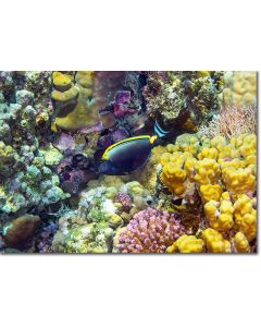 Elegant Unicornfish darting over the rocky shallows