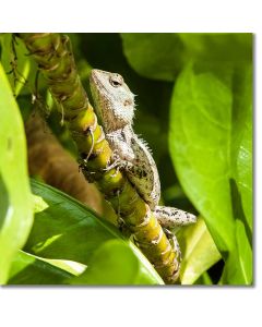 Oriental Garden Lizard hiding within a Beach Naupaka