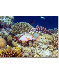 Paddletail Snapper hovering over colourful reef corals