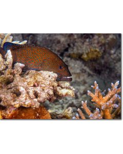 Peacock Rock Cod resting on a coral outcrop