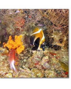 Phantoms and sea sponges