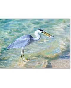 Heron with fish poster