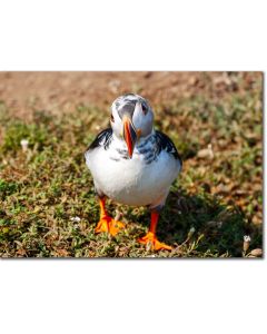 Puffin puffling poster