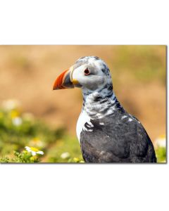 Puffling in repose - poster