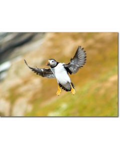 Puffin taking flight poster