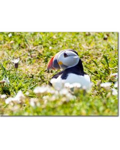 Puffin in wildflowers poster