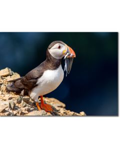 Puffin with sand eels poster