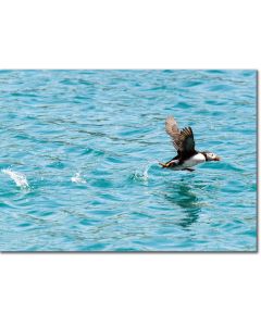 Take-off ! Puffin running over rippling seawater