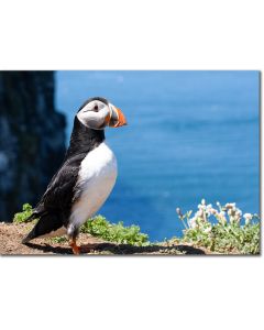 Puffin by an aquamarine sea