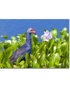 Purple Swamphen amongst Pink Waterlillies