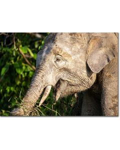 Elephant Bull feeding in the amber twilight