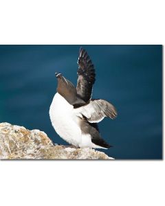 Razorbill basking in the spring sunshine