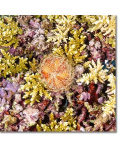 Red sea fire urchin within a myriad of soft and hard corals