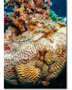 Variegated Lizardfish situated on a beautifully architectural coral outcrop