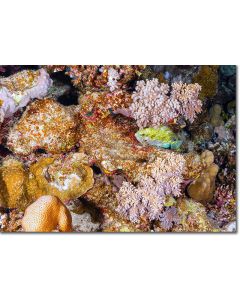 Rivulated Rabbitfish nestled within a delicate array of beautiful pink corals