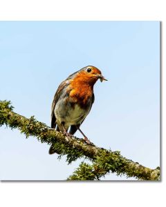 Robin feeding on a moth