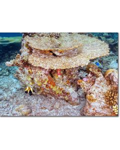 Sabre Squirrelfish peeping out from under a coral ledge