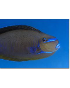 Scribbled Unicornfish, colours echoing the azure blue sea