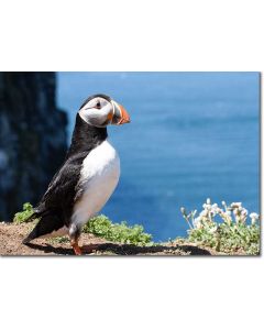 Puffin by an aquamarine sea