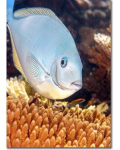 Sleek Unicornfish diving over branching corals