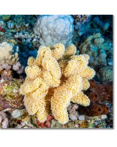 Slimy leather coral, textured undulating curves