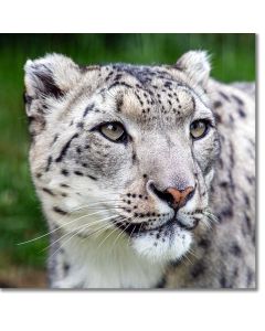 Close-up of a Snow Leopard