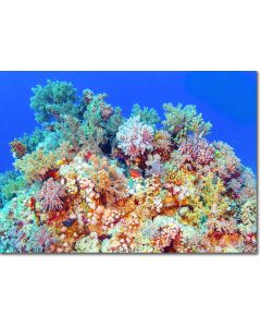 Blue-spotted Rock Cod emerging from a coral garden