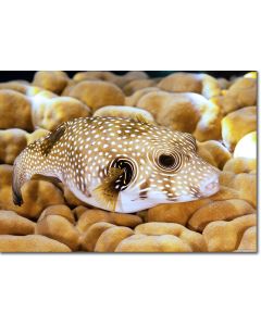 Stars-and-stripes Puffer nestled in a bed of coral