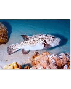 Giant of the Puffers - Stellate Puffer taking a snooze