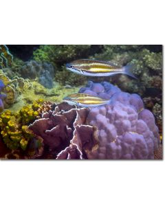 Three-banded threadfin-bream hovering above textured corals