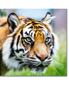 Close-up of a Sumatran Tiger