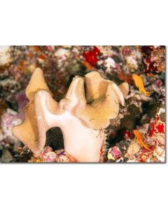 Toadstool coral with Sea Goldies