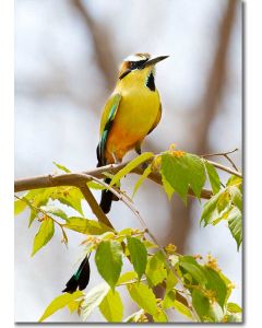 National bird of El Salvadore - Torogoz