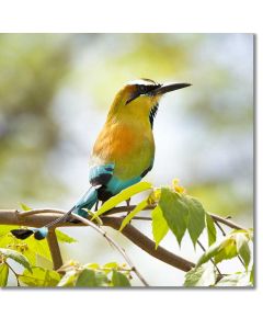 Portrait of a Motmot