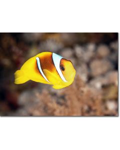 Two-banded Clownfish hovering over the reef