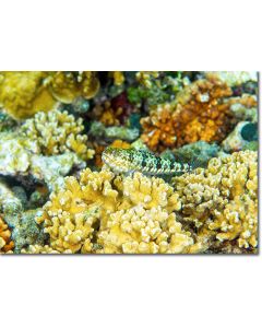 Two-spot Lizardfish guarding his coral home