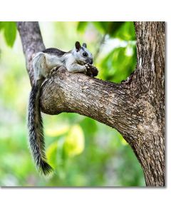 Variegated Squirrel feeding