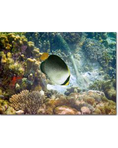 Angelfish swooping down amongst the corals on the seabed