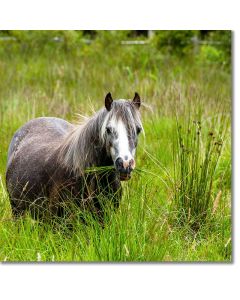 Grazing Welsh Pony contently munching on reeds