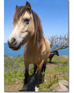 Pony among the bluebells of the coastline cliffs