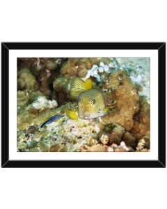 Yellow Boxfish being cleaned by a Wrasse