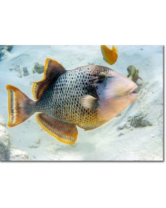 Yellowmargin Triggerfish in the shallows of a sandy lagoon