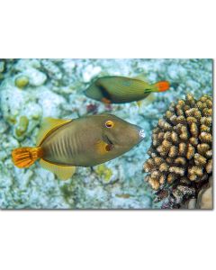 Yelloweye Filefish nibbling on cauliflower coral