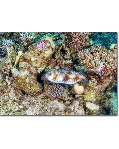 Yellowspotted Burrfish in a reef nook with young corals