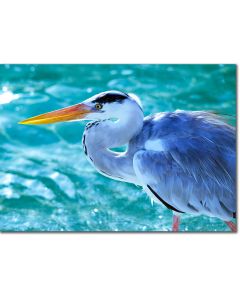 Heron with fish poster