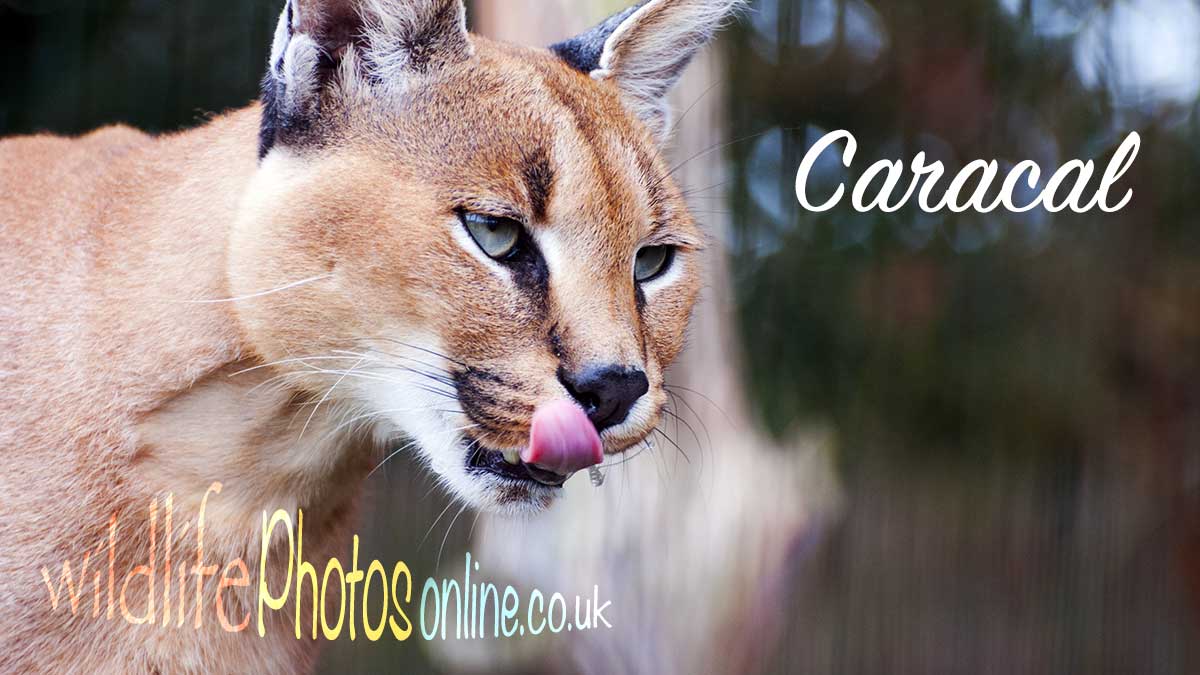 Caracal